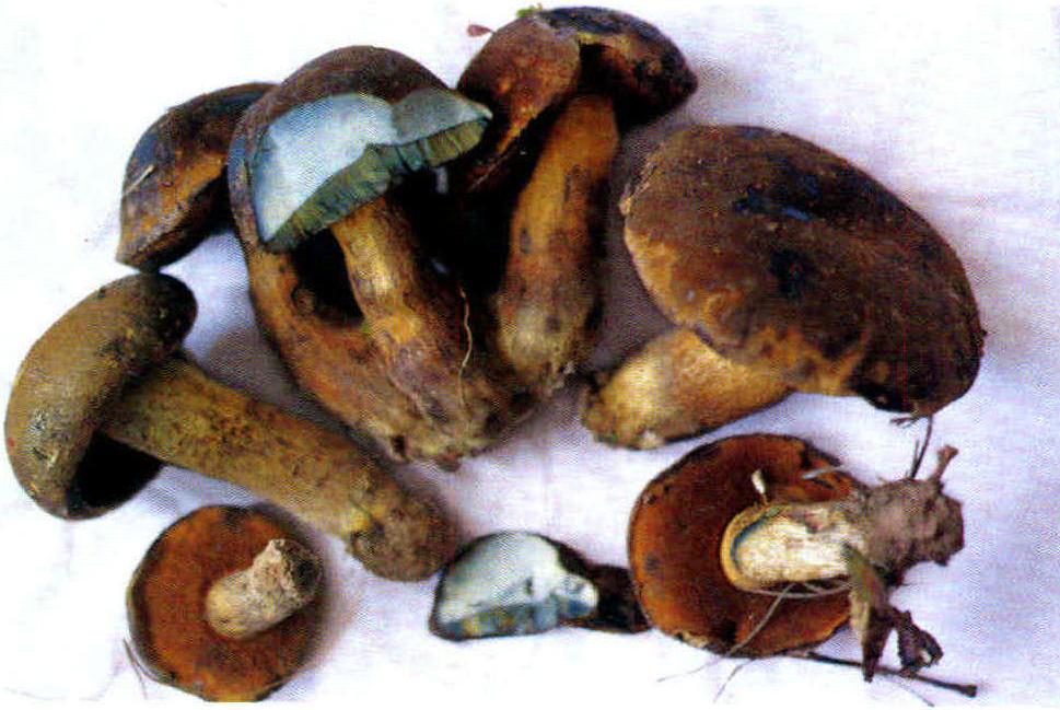 Boletus brunneissimus Chiu